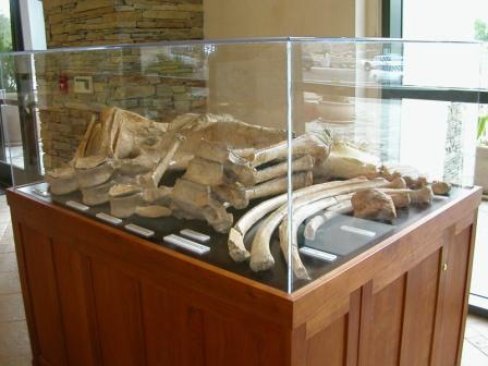 Mastodont Case 2